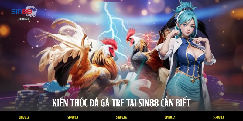 Kiến thức đá gà tre tại SIN88 cần biết