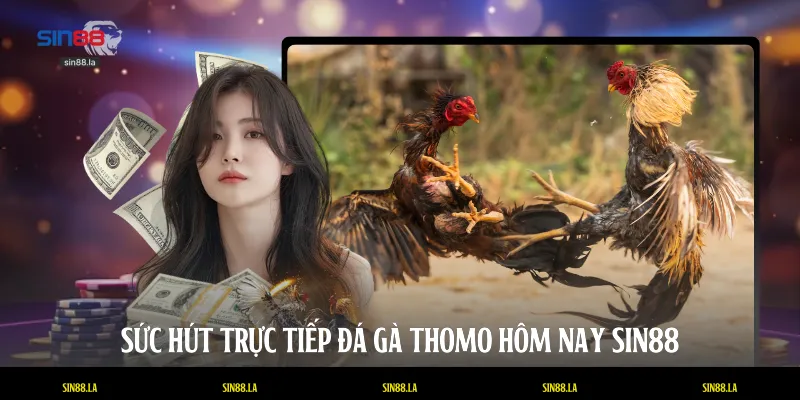 Sức hút trực tiếp đá gà Thomo hôm nay SIN88