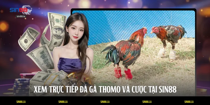 Xem trực tiếp đá gà Thomo và cược tại SIN88